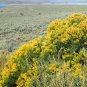100 Seeds RUBBER RABBITBRUSH Chamisa Ericameria Desert Shrub Yellow Flower (Seeds)