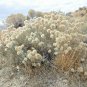 100 Seeds RUBBER RABBITBRUSH Chamisa Ericameria Desert Shrub Yellow Flower (Seeds)