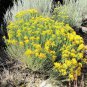 100 Seeds RUBBER RABBITBRUSH Chamisa Ericameria Desert Shrub Yellow Flower (Seeds)