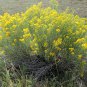 100 Seeds RUBBER RABBITBRUSH Chamisa Ericameria Desert Shrub Yellow Flower (Seeds)
