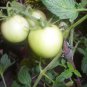 50 Seeds Organic SNOW WHITE CHERRY TOMATO Lycopersicon Fruit Vegetable (Seeds)