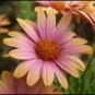 25 Seeds SALMON AFRICAN DAISY Dimorphotheca Sinuata Apricot Flower (Seeds)