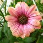25 Seeds SALMON AFRICAN DAISY Dimorphotheca Sinuata Apricot Flower (Seeds)