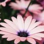 25 Seeds SALMON AFRICAN DAISY Dimorphotheca Sinuata Apricot Flower (Seeds)
