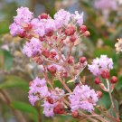 35 Seeds LIGHT PINK CREPE MYRTLE Crape Tree Shrub Lagerstroemia Indica Flower (Seeds)
