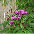 100 Seeds MISSOURI IRONWEED Monarch Flower Native Purple Vernonia Missurica (Seeds)