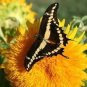150 Seeds DWARF TEDDY BEAR SUNFLOWER Helianthus Annuus Flower (Seeds)