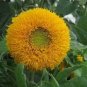 150 Seeds DWARF TEDDY BEAR SUNFLOWER Helianthus Annuus Flower (Seeds)