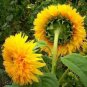 150 Seeds DWARF TEDDY BEAR SUNFLOWER Helianthus Annuus Flower (Seeds)