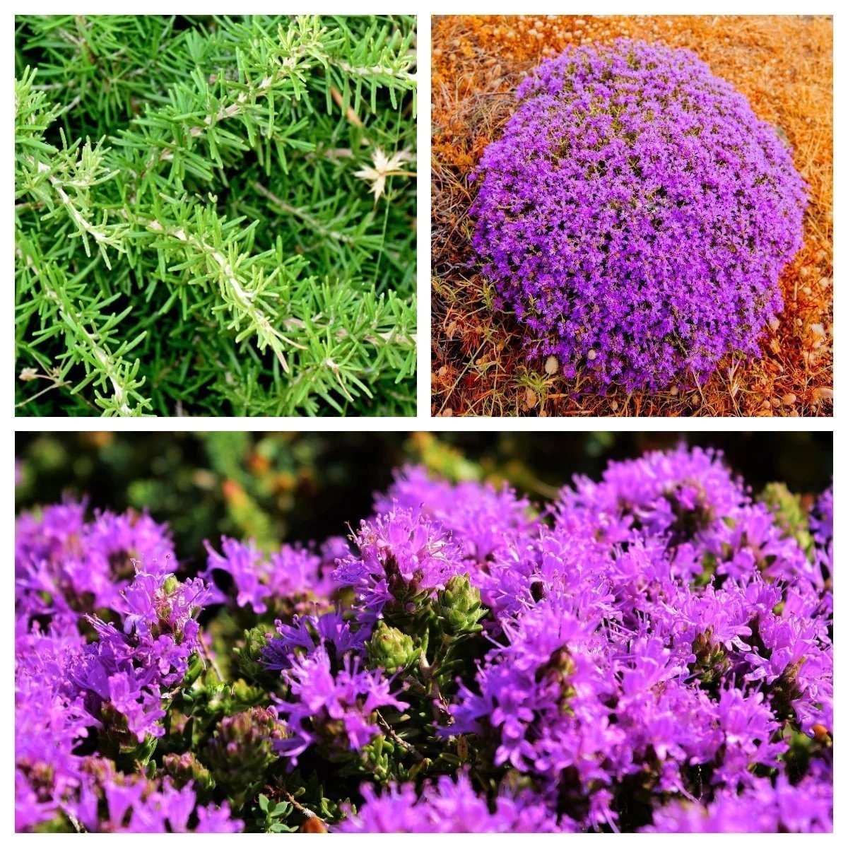 40 Seeds CONEHEAD THYME Thymus Capitatus Thymbra Mediterranean Herb Flower (Seeds)