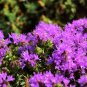 40 Seeds CONEHEAD THYME Thymus Capitatus Thymbra Mediterranean Herb Flower (Seeds)