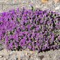 40 Seeds CONEHEAD THYME Thymus Capitatus Thymbra Mediterranean Herb Flower (Seeds)
