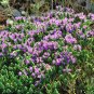 40 Seeds CONEHEAD THYME Thymus Capitatus Thymbra Mediterranean Herb Flower (Seeds)