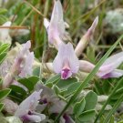 10 Seeds GROUND PLUM Flower Cover Ground Plum Milkvetch Astragalus Crassicarpus (Seeds)