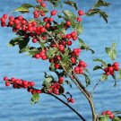 50 Seeds WINTERBERRY Holly Ilex Verticillata Black Alder Tree Shrub Red Berry (Seeds)