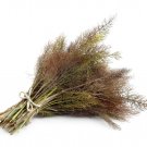 100 Seeds BRONZE FENNEL Foeniculum Vulgare Purpureum Herb Yellow Flower (Seeds)