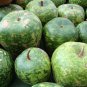 25 Seeds Small APPLE GOURD Cucurbita Pepo Ornamental Squash (Seeds)