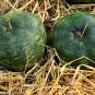 25 Seeds Small APPLE GOURD Cucurbita Pepo Ornamental Squash (Seeds)