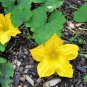 25 Seeds Small APPLE GOURD Cucurbita Pepo Ornamental Squash (Seeds)