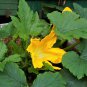 25 Seeds Small APPLE GOURD Cucurbita Pepo Ornamental Squash (Seeds)