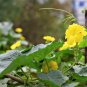 25 Seeds Small APPLE GOURD Cucurbita Pepo Ornamental Squash (Seeds)
