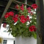 100 Seeds Twinkle RED MONKEY FLOWER Mimulus (Seeds)