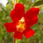 100 Seeds Twinkle RED MONKEY FLOWER Mimulus (Seeds)