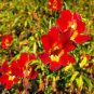 100 Seeds Twinkle RED MONKEY FLOWER Mimulus (Seeds)
