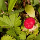 50 Seeds Indian TUTTIFRUTTI STRAWBERRY Duchesnea Indica Flower Berry (Seeds)