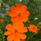 150 Seeds ORANGE SULPHUR COSMOS Klondike Sulphureus (Seeds)