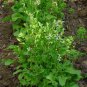 2000 Seeds ROQUETTE ARUGULA Rocket / Rucola / Rugula Eruca Vegetable Herb (Seeds)