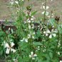 2000 Seeds ROQUETTE ARUGULA Rocket / Rucola / Rugula Eruca Vegetable Herb (Seeds)