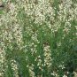 2000 Seeds ROQUETTE ARUGULA Rocket / Rucola / Rugula Eruca Vegetable Herb (Seeds)