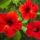10 Seeds LUNA RED HARDY HIBISCUS Moscheutos Flower Small Bush (Seeds) 10 Seeds LUNA RED HARDY HIBISCUS Moscheutos Flower Small Bush (Seeds)