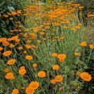 250 Seeds ORANGE MARGUERITE DAISY Anthemis Sancti-Johannis Chamomile Flower Herb (Seeds)