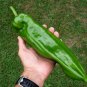 60 Seeds RED MARCONI PEPPER Rossa Large Sweet Italian Frying Capsicum Annuum (Seeds)