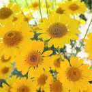 250 Seeds GOLDEN MARGUERITE DAISY Yellow Chamomile Anthemis Tinctoria Flower (Seeds)