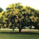 10 Seeds GOLDEN RAIN TREE Goldenrain Koelreuteria Paniculata (Seeds)