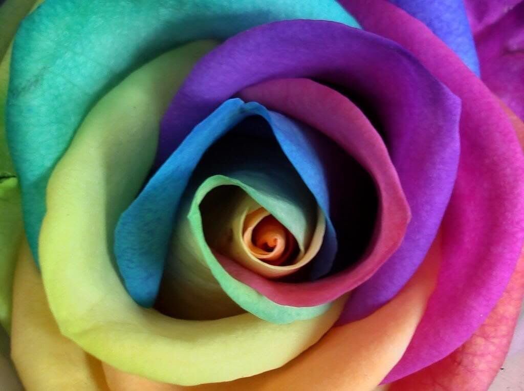5 Seeds Make Your Own - RAINBOW ROSE BUSH Seeds Shrub Rosa Flower (Seeds)