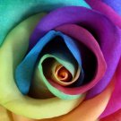 5 Seeds Make Your Own - RAINBOW ROSE BUSH Seeds Shrub Rosa Flower (Seeds) 5 Seeds Make Your Own - RAINBOW ROSE BUSH Seeds Shrub Rosa Flower (Seeds)