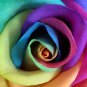 5 Seeds Make Your Own - RAINBOW ROSE BUSH Seeds Shrub Rosa Flower (Seeds)