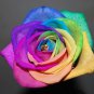 5 Seeds Make Your Own - RAINBOW ROSE BUSH Seeds Shrub Rosa Flower (Seeds)