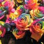 5 Seeds Make Your Own - RAINBOW ROSE BUSH Seeds Shrub Rosa Flower (Seeds)
