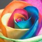 5 Seeds Make Your Own - RAINBOW ROSE BUSH Seeds Shrub Rosa Flower (Seeds)