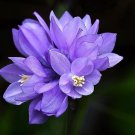 30 Seeds WILD BLUE HYACINTH Dichelostemma Blue Dicks Purplehead Brodiaea Flower (Seeds) 30 Seeds WILD BLUE HYACINTH Dichelostemma Blue Dicks Purplehead Brodiaea Flower (Seeds)