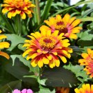 50 Seeds SOMBRERO ZINNIA Elegans Mexican Zinnia Haageana Orange Red Yellow Flower (Seeds)