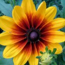 4000 Seeds GLORIOSA DAISY INDIAN SUMMER Rudbeckia Hirta Flower (Seeds)