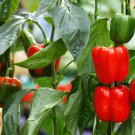 20 Seeds Organic Red MINI BELL PEPPER Sweet Mild Miniature Capsicum Vegetable (Seeds) 20 Seeds Organic Red MINI BELL PEPPER Sweet Mild Miniature Capsicum Vegetable (Seeds)