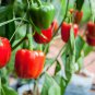 20 Seeds Organic Red MINI BELL PEPPER Sweet Mild Miniature Capsicum Vegetable (Seeds)