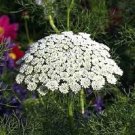 200 Seeds BISHOPS FLOWER Ammi Majus False Queen Annes Lace (Seeds)